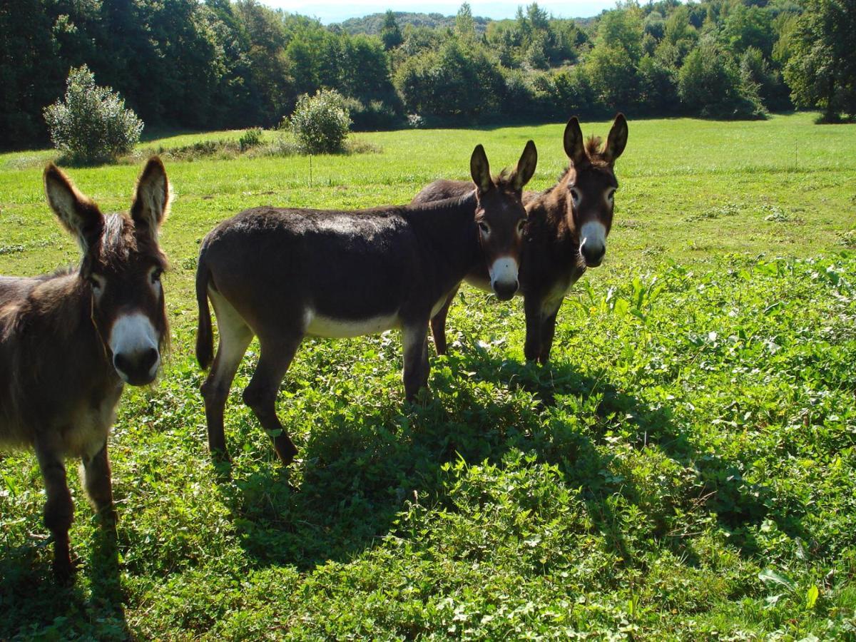 L'Oree Des Bois Dommartin-Les-Cuiseaux Luaran gambar
